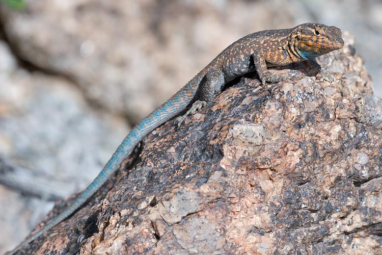A common lizard in Arizona. Unfortunately, it sought refuge in the one place 
