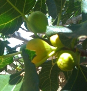 Almost-ripe figs