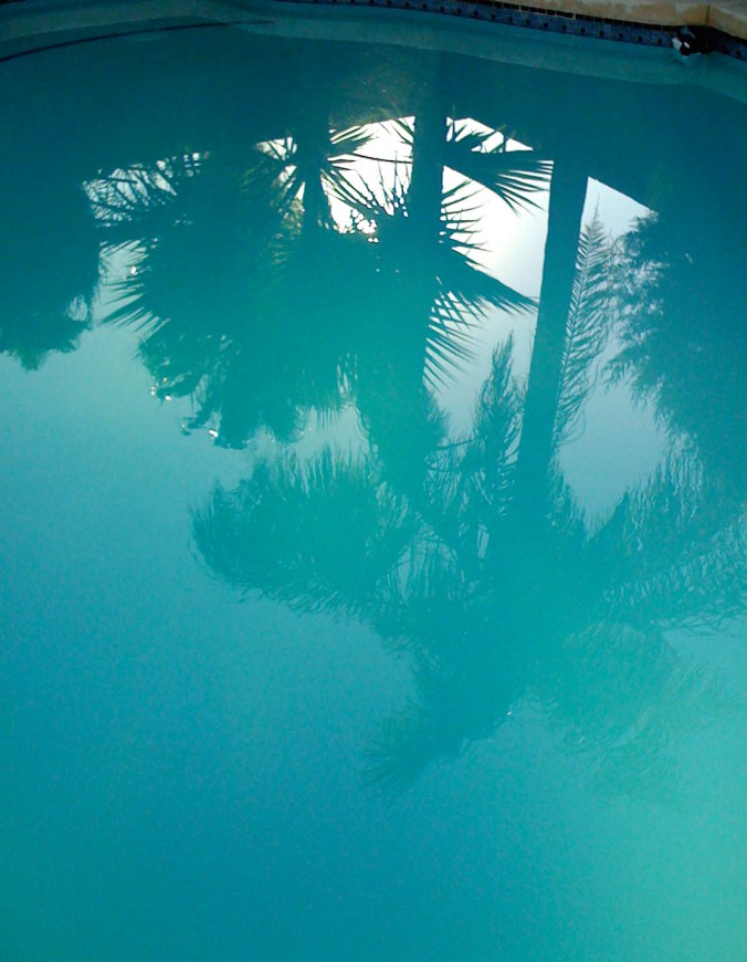 palm trees reflected in a swimming pool © Quinn McDonald, 2009
