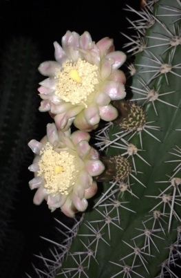 A true late bloomer: this organ pipe cactus blooms at night. 